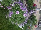 Bigger then big multi family garage and plant sale — photo 1